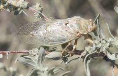 Clidophleps beameri