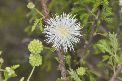 Mimosa farinosa, photograph 5