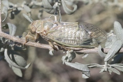 Clidophleps beameri
