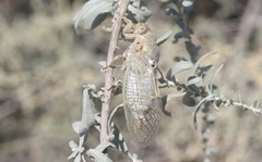 Clidophleps beameri