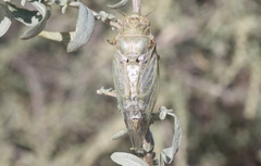 Clidophleps beameri