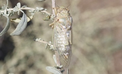 Clidophleps beameri
