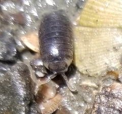 Cirolana harfordi