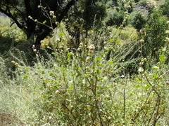 Malacothamnus densiflorus