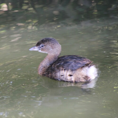 iNaturalist observation photo of Pied-billed Grebe
