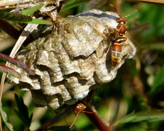 Polistes dorsalis dorsalis