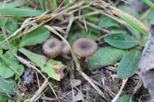 Representative image of Arrhenia rustica