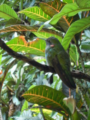 Colibri serrirostris