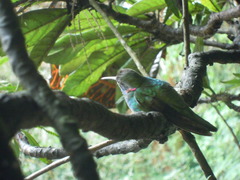 Colibri serrirostris
