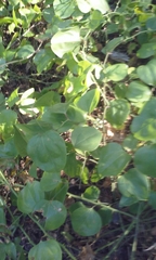 Smilax rotundifolia
