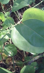 Smilax rotundifolia