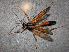 Opheltes glaucopterus