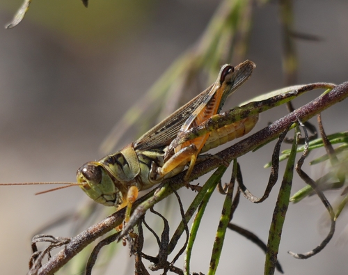 Two-spined Spur-throat Grasshopper photo 3