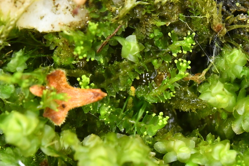 Lophozia silvicola