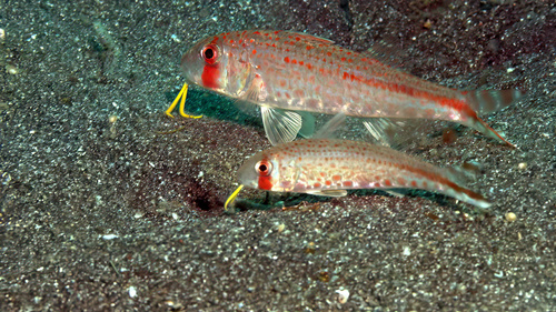Sunda goatfish (Upeneus sundaicus) — Mullidae — 4