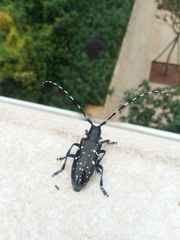 Anoplophora glabripennis