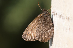 Oeneis jutta alaskensis