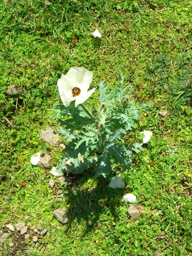 Argemone platyceras (Argemone platyceras)