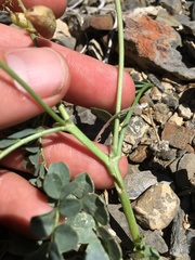 Astragalus cimae sufflatus