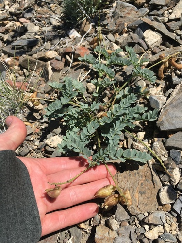 Astragalus cimae var. sufflatus
