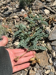 Astragalus cimae sufflatus