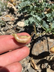 Astragalus cimae sufflatus