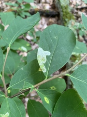 Leucanthiza dircella