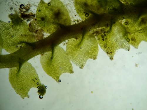 Lophozia silvicola