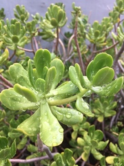 Sedum praealtum