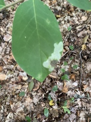 Leucanthiza dircella