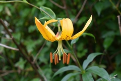 Lilium superbum