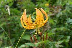 Lilium superbum