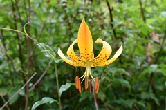 Lilium superbum