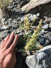 Penstemon monoensis