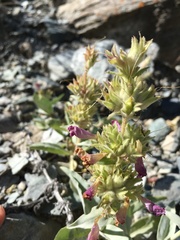 Penstemon monoensis