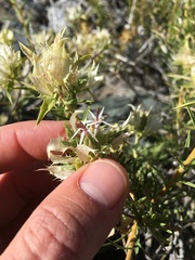 Hecastocleis shockleyi