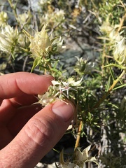 Hecastocleis shockleyi