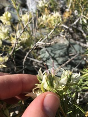 Hecastocleis shockleyi