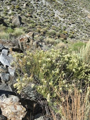 Hecastocleis shockleyi