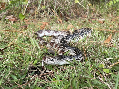 Pine Snake
