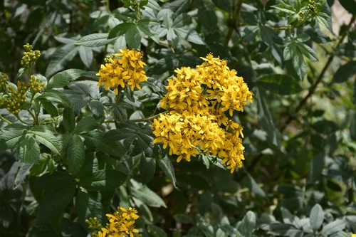 Tagetes nelsonii, photograph 3