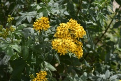 (c) Neptalí Ramírez Marcial, some rights reserved (CC BY) Tagetes nelsonii, photograph (c) Neptalí Ramírez Marcial, some rights reserved (CC BY)