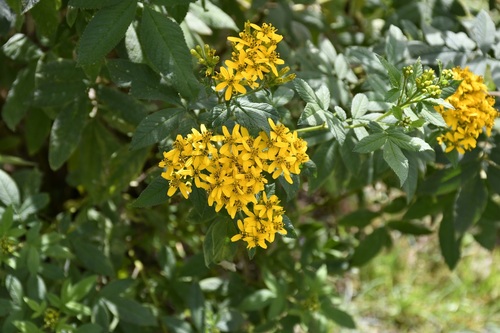 Tagetes nelsonii, photograph 4