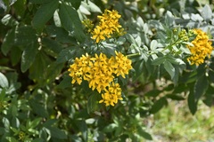 (c) Neptalí Ramírez Marcial, some rights reserved (CC BY) Tagetes nelsonii, photograph (c) Neptalí Ramírez Marcial, some rights reserved (CC BY)