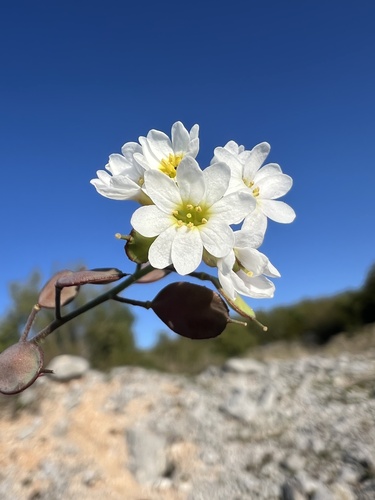 Image of Berteroa mutabilis by no rights reserved