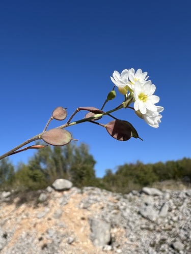 Image of Berteroa mutabilis by no rights reserved