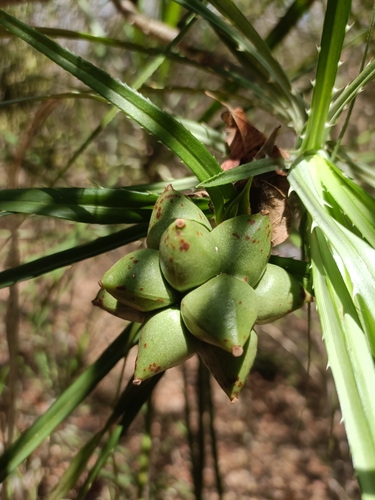 Pandanus aridus observed 2024-10-16