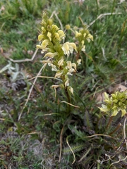 Pedicularis parryi