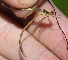 Lestes australis