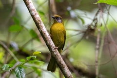 Olive-Headed Greenbul photo 2